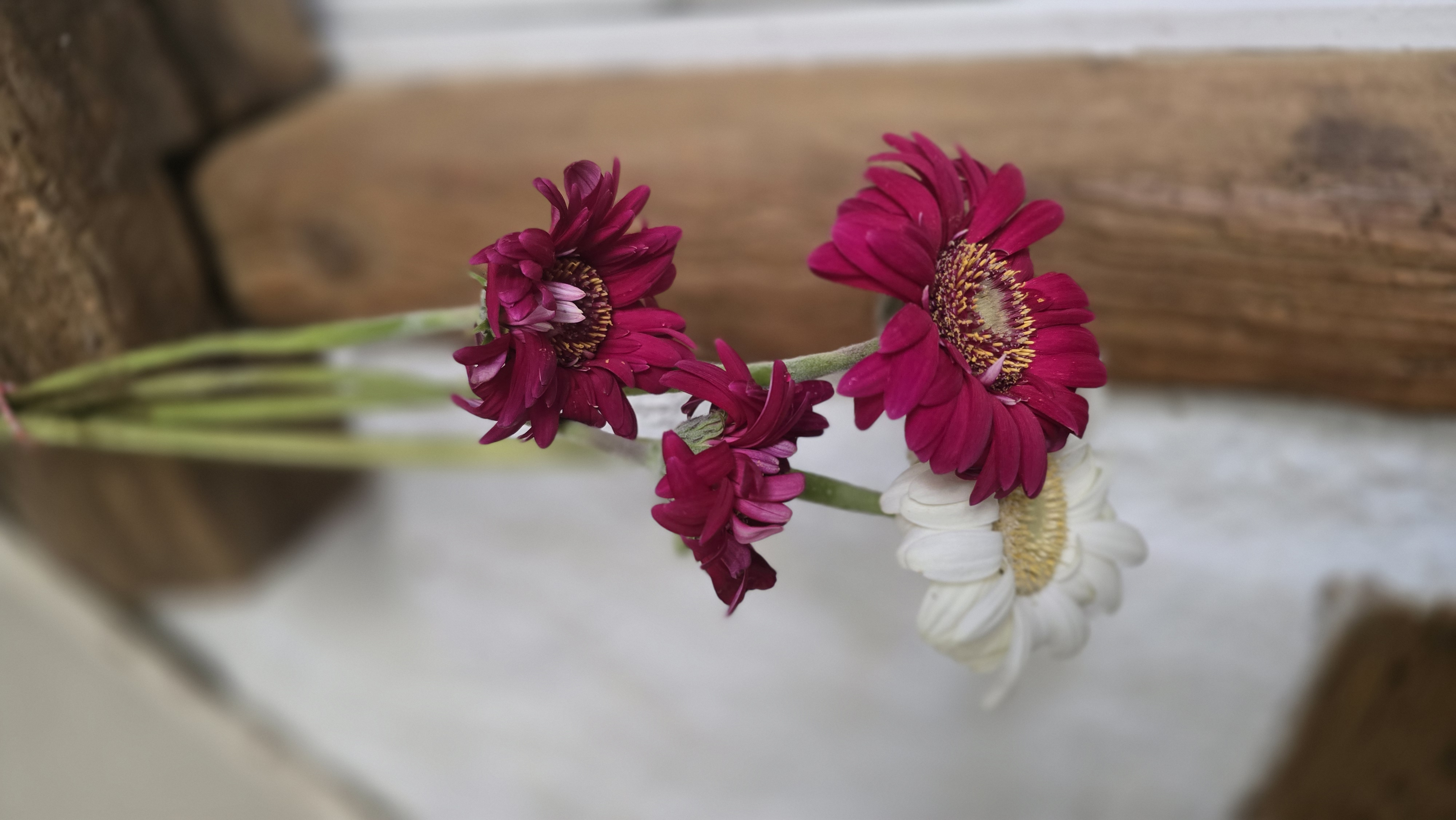 Marguerites séchées – univers Sylfay