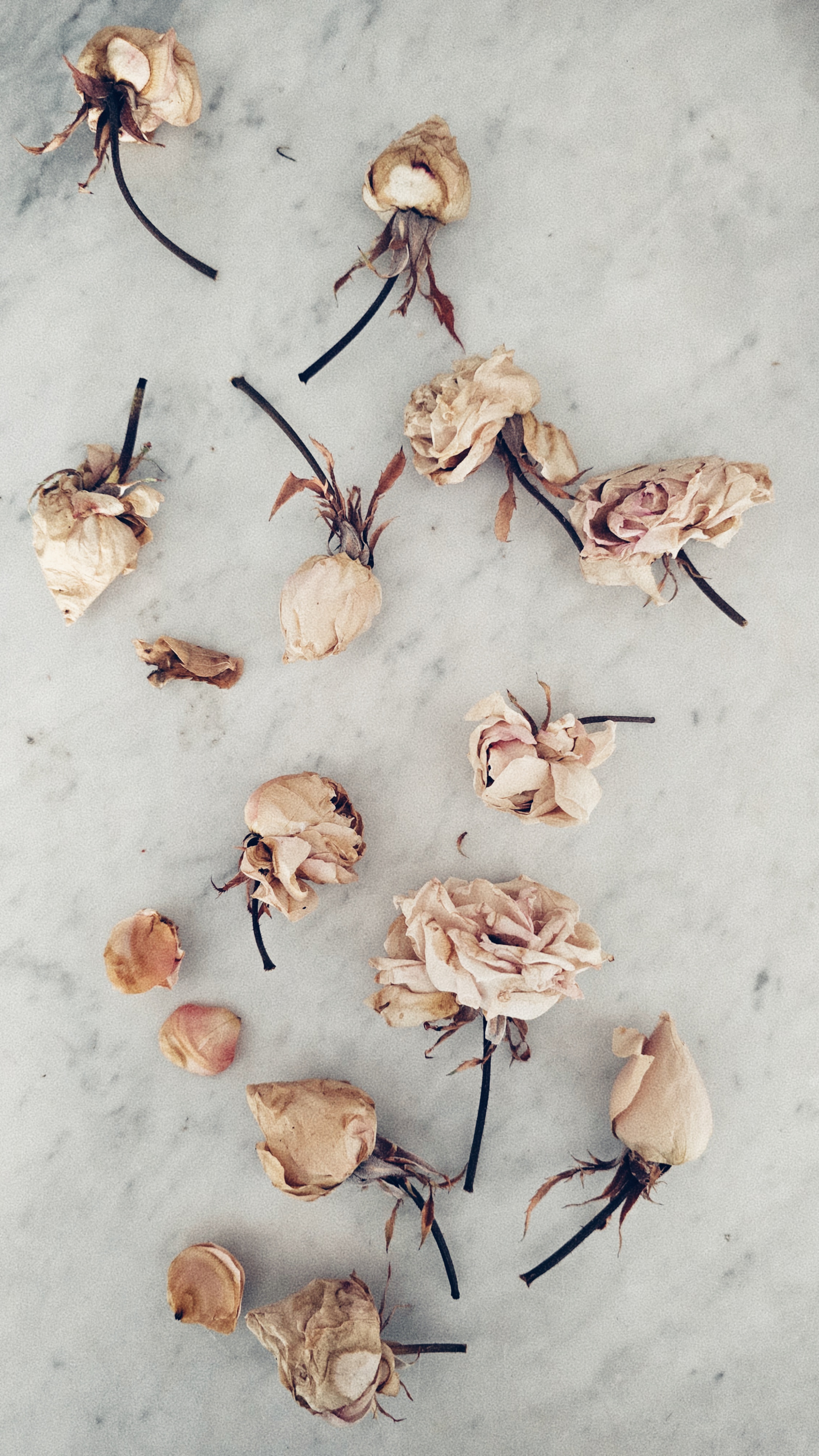Roses séchées – univers Sylfay